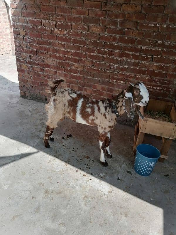 Bakra For sale 3