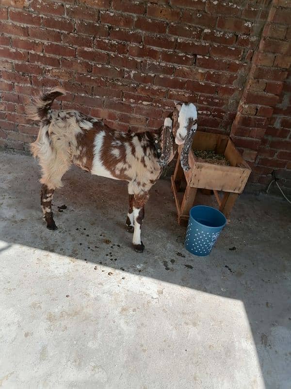 Bakra For sale 4