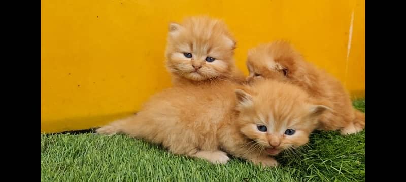 kitten available  03219945453 2