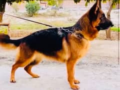 German Shepard Femsle age 2 years pedigree  microchip champion breeder