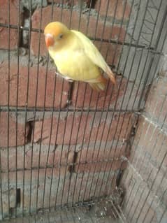 Decino male for sale