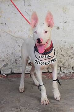 Pur kohati Gultari Male age 4 months available for Sale 0