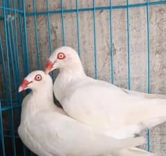 White Danish Adult Pair