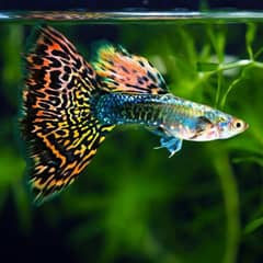 Cobra Guppy Fish