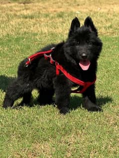 German shepherd black puppy