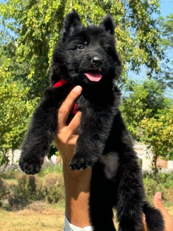 German shepherd black puppy 1