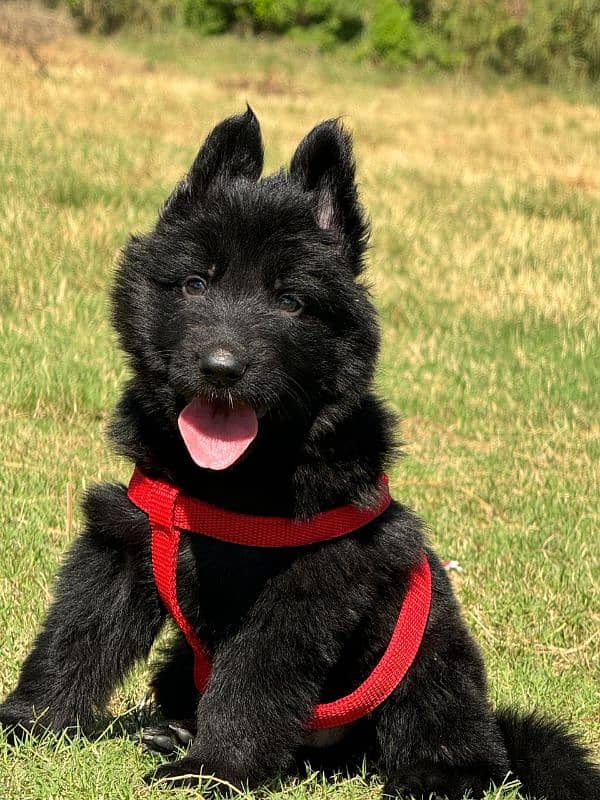 German shepherd black puppy 2