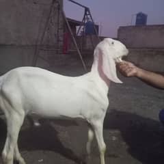 rajanpuri bakra