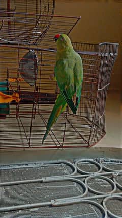 Green parrot Hand tame for sale