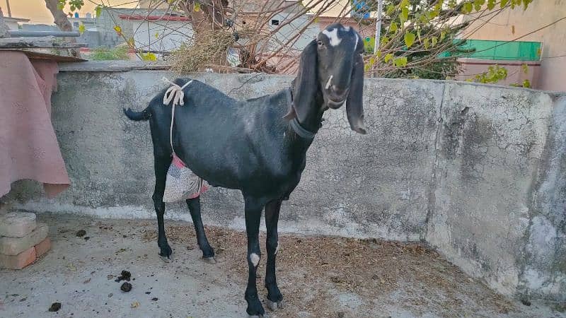 Bakri or Bakroty Hottal Bital 1