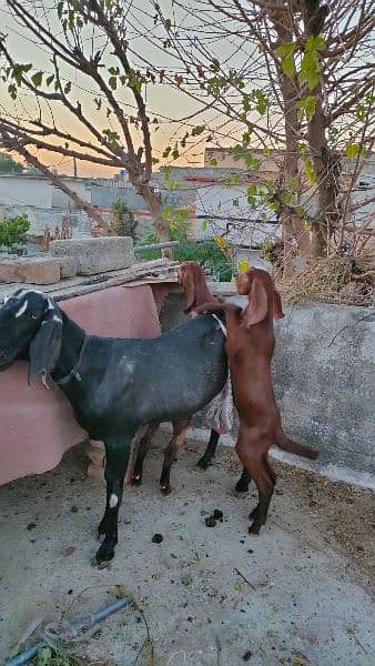 Bakri or Bakroty Hottal Bital 5