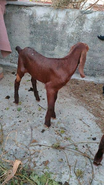 Bakri or Bakroty Hottal Bital 6