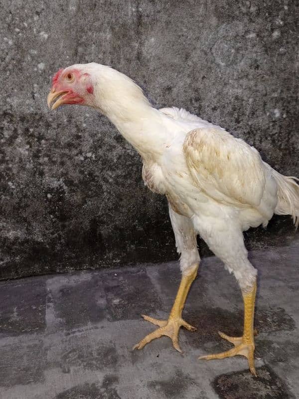 whiteshamo/cage/hen/shamo/shamochick 03284477677 4