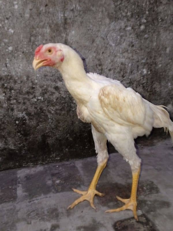 whiteshamo/cage/hen/shamo/shamochick 03284477677 5