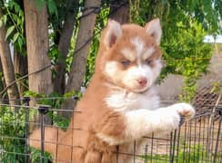 Siberian husky puppie 03258927017 only WhatsApp