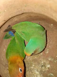 Fishar/lovebird Commbo 0