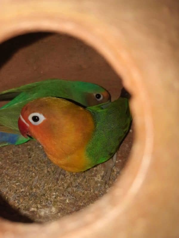 Fishar/lovebird Commbo 1