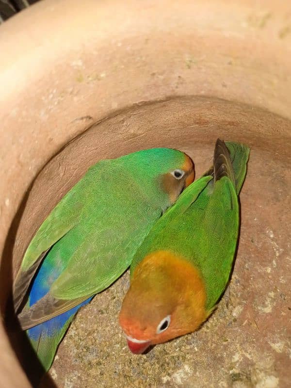 Fishar/lovebird Commbo 2