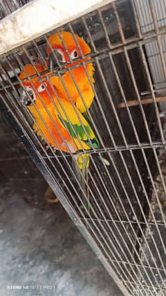 Sunconure Breeder Pairs