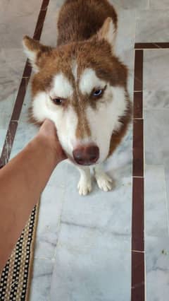 selling my golden husky