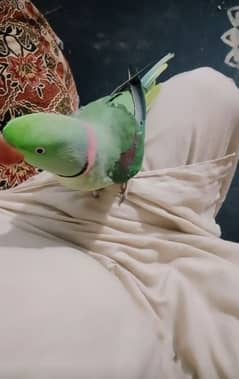 Raw parrot