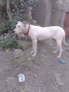 female for sell AK month ki cross hui ha 03485426096 0