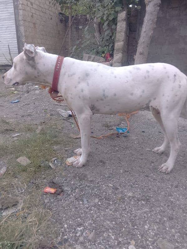 female for sell AK month ki cross hui ha 03485426096 1