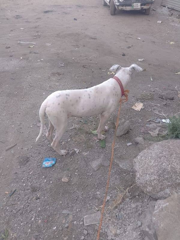 female for sell AK month ki cross hui ha 03485426096 2