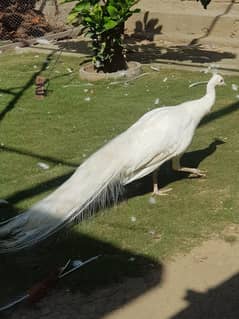 White breeder peacock male healthy and vaccinated