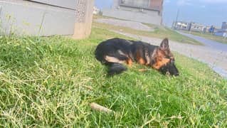 Female German shepherd 0