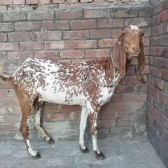 Makhi cheeni Daisi bakri for sale 4 months pregnant 03084493683