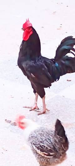 australorp