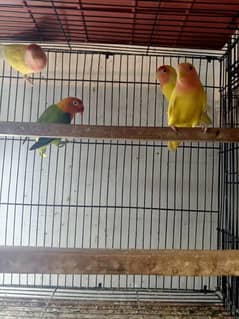 beautiful love bird,full active