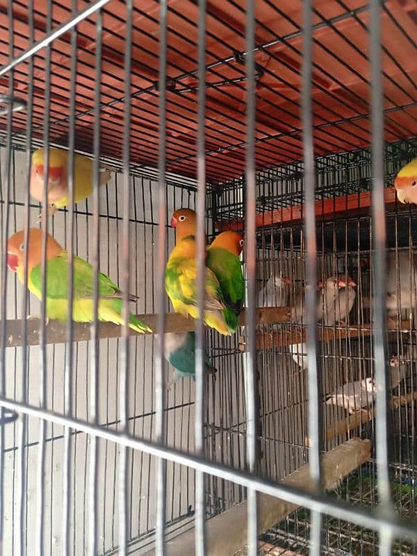 beautiful love bird,full active 1