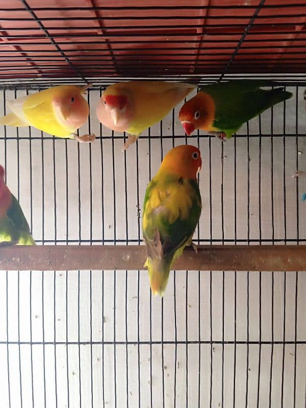 beautiful love bird,full active 2