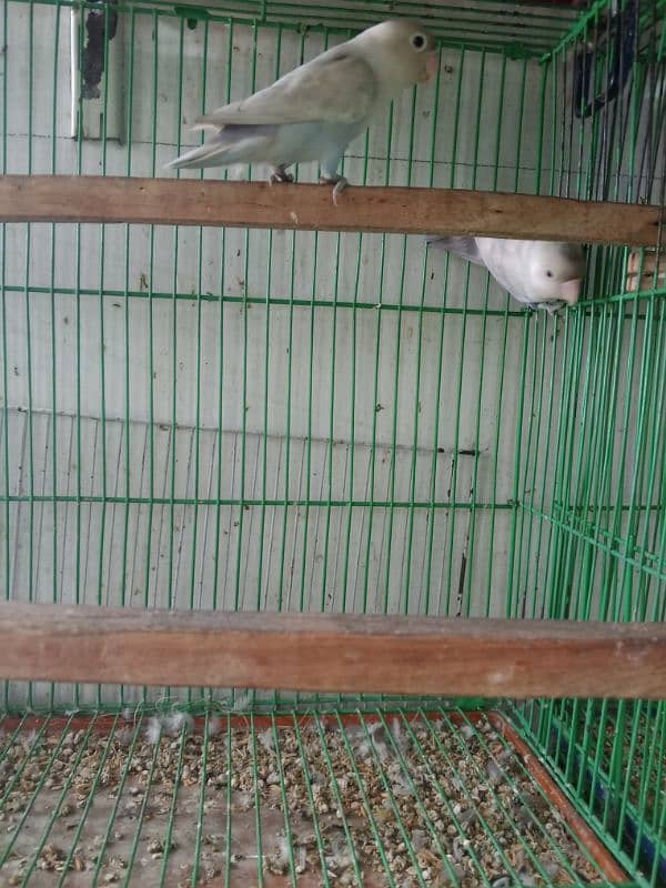 beautiful love bird,full active 3