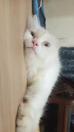 Persian cat