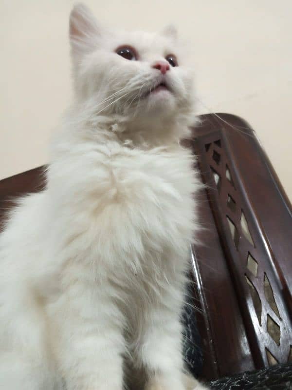 Persian cat 1