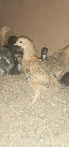 golden misri chicks for sale