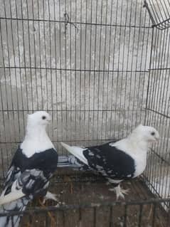 fancy pigeons for sale