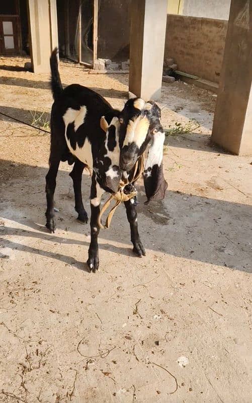 Dasi Goat 6 months 1