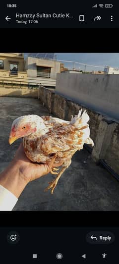 Aseel hen orange white