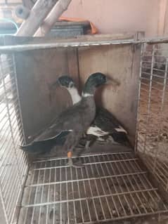 breeder pair duck for sale 03269189860