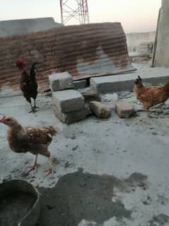 desi hens