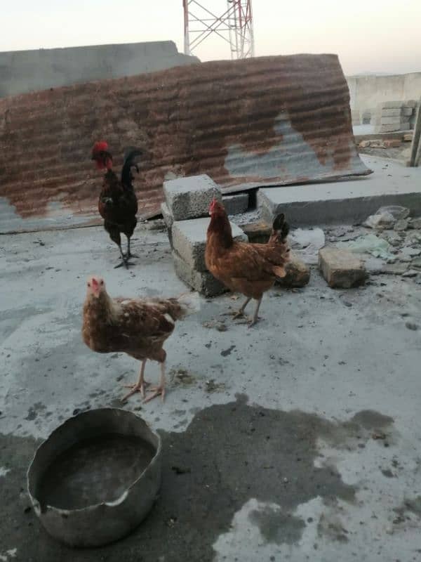 desi hens 3