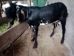 1 kajli bhair or uska bacha hai or 1 Desi bakra hai 7 months ka