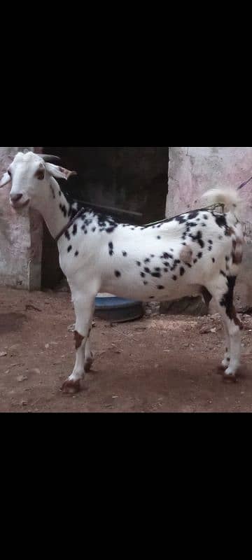 tedy bakri for sale is no pR contact kRain 03423444811 0