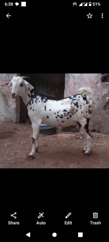 tedy bakri for sale is no pR contact kRain 03423444811 1