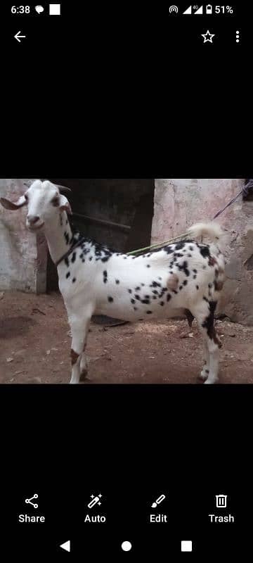 tedy bakri for sale is no pR contact kRain 03423444811 2