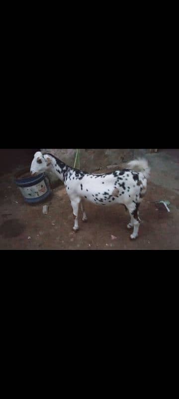 tedy bakri for sale is no pR contact kRain 03423444811 3